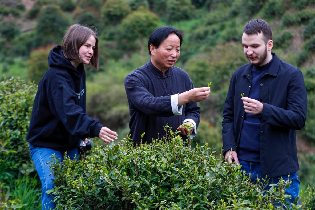 事｜祁门红茶香飘世界ag真人登录中国故